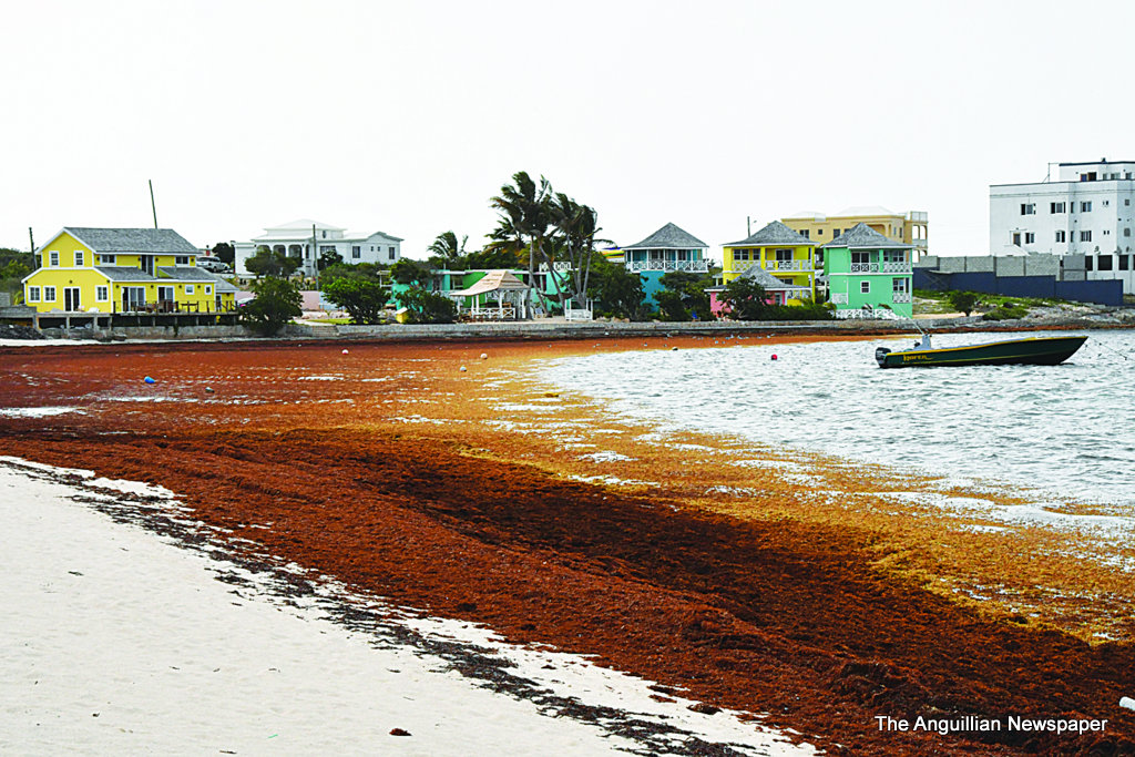 Sargassum blanketing a Caribbean shoreline beside coastal homes
