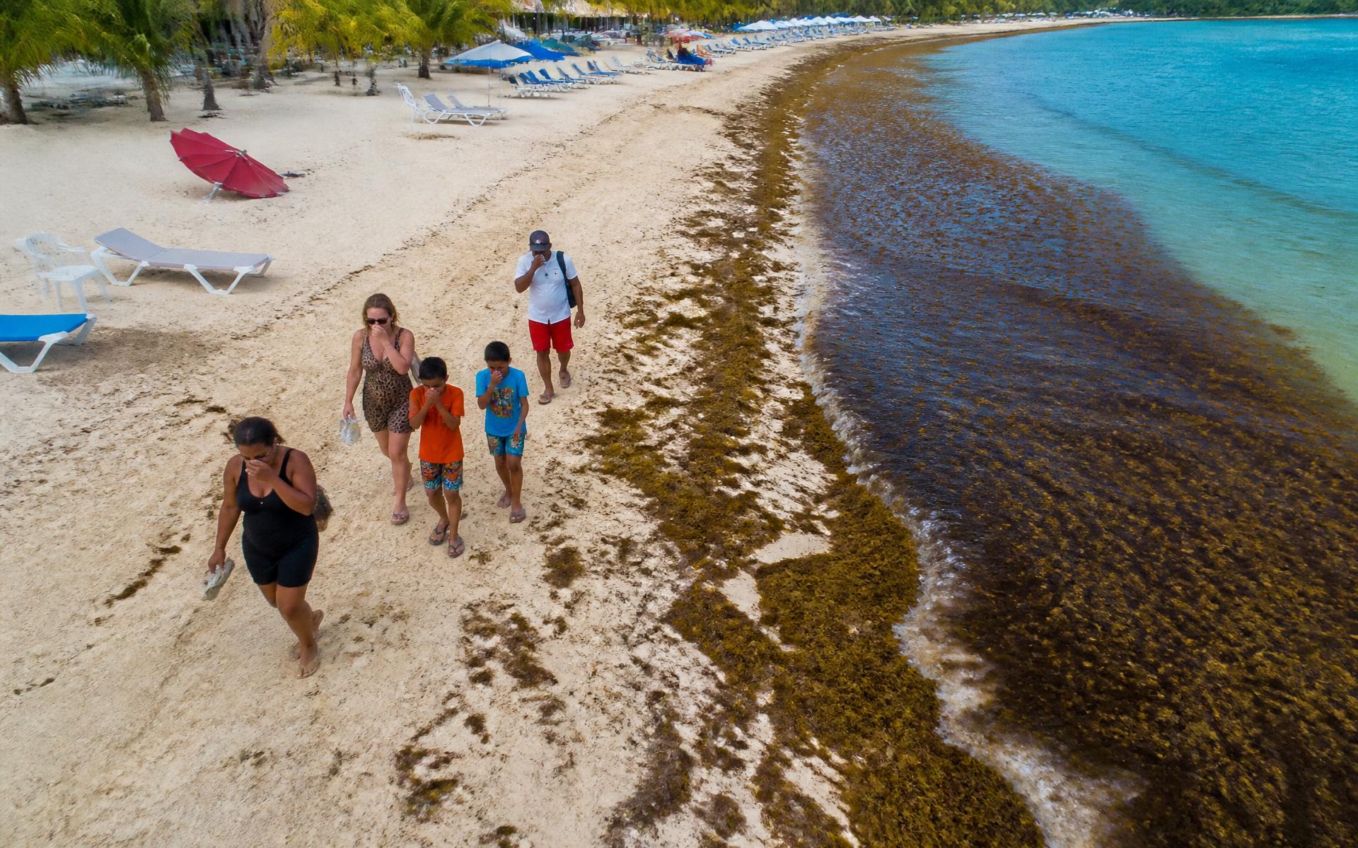 Aerial view of an Antigua beach with sargassum seaweed as families walk away disappointed